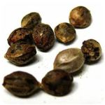 Семена марихуаны АК-47  (Seeds AK-47) в Лянторе